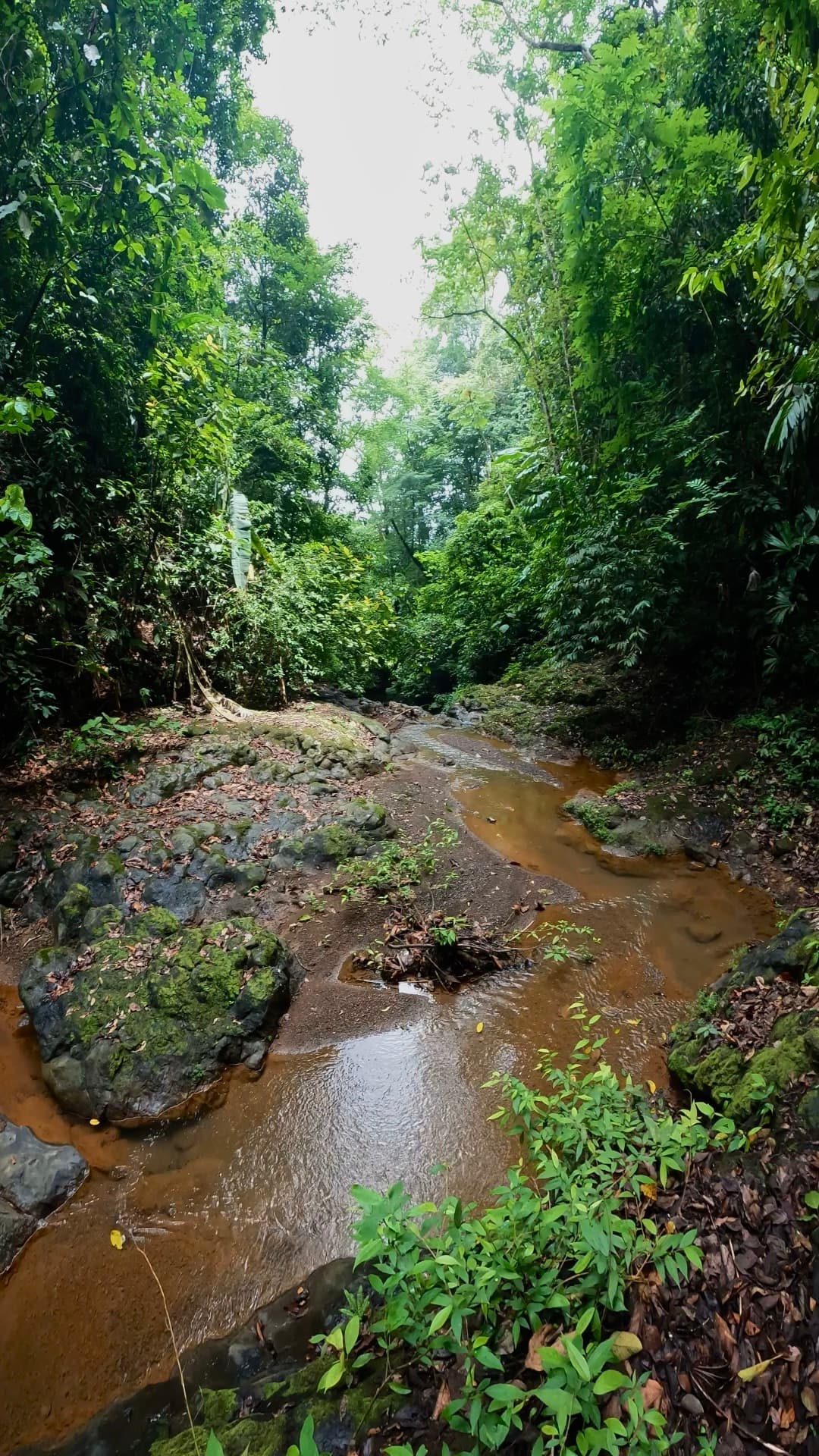 Jacó Waterfall Tour — 6