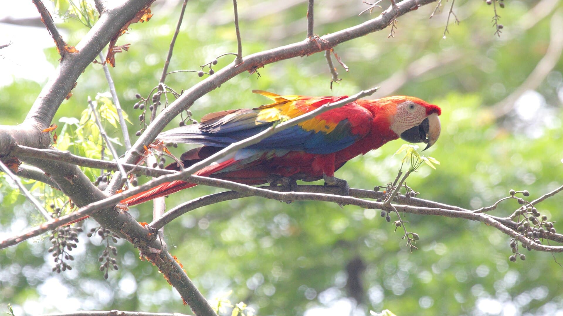 Carara National Park