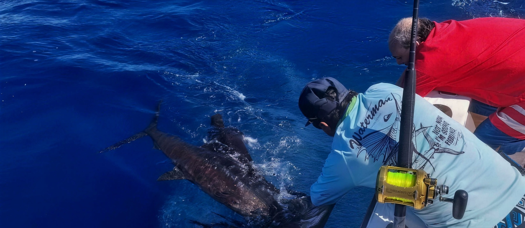 Sailfish